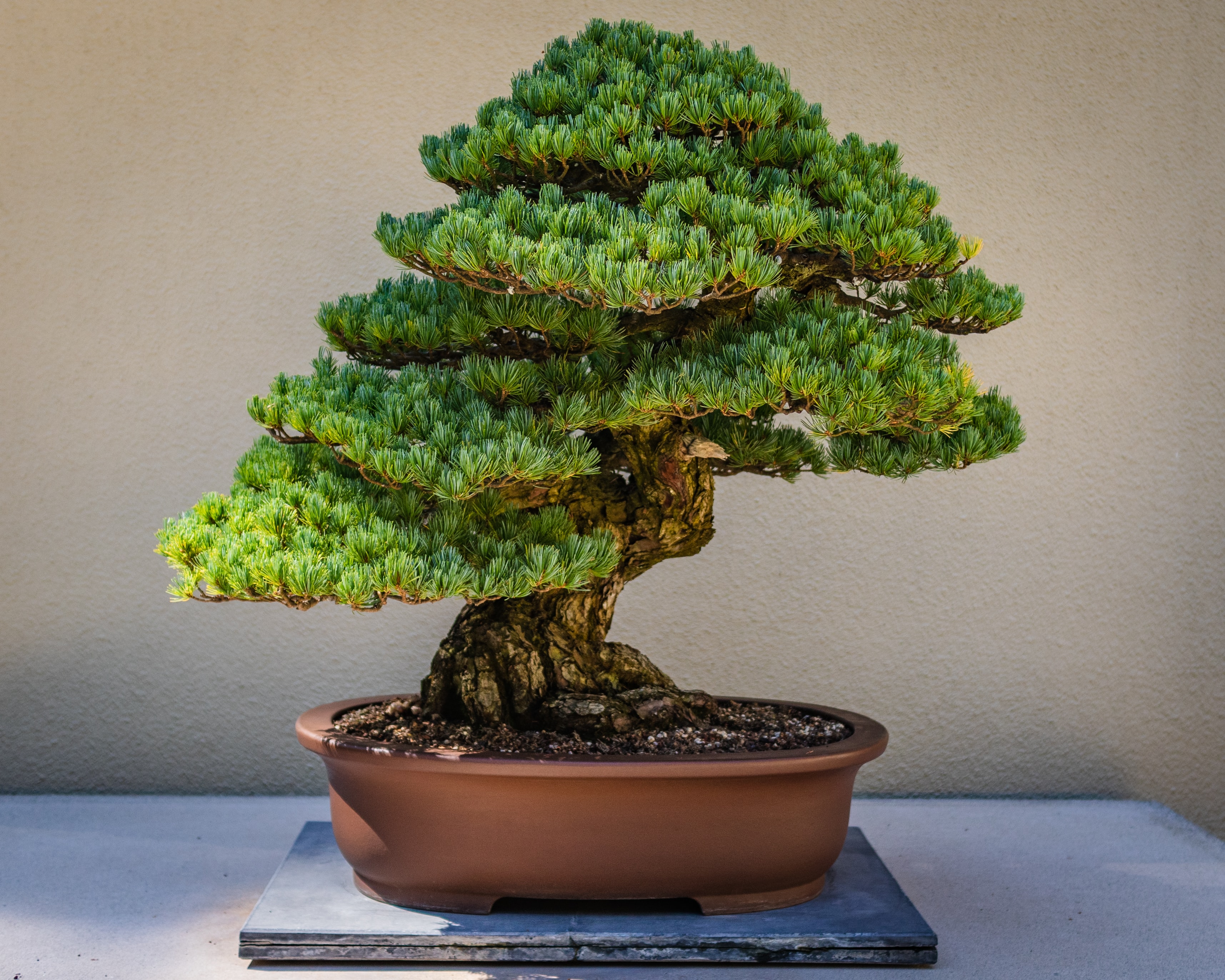 A bonsai tree in a decorative pot